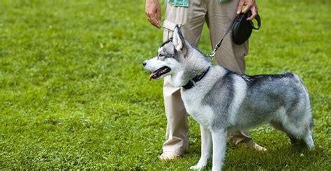 Best dog training near me. Things To Know About Best dog training near me. 